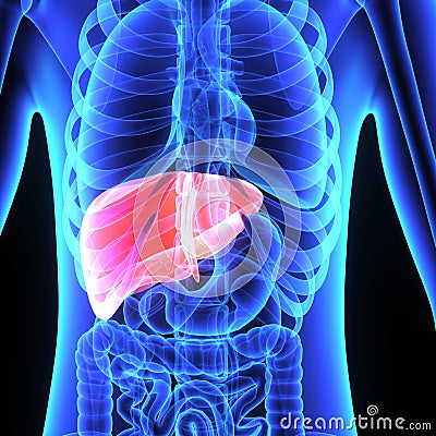 Liver Stock Photo